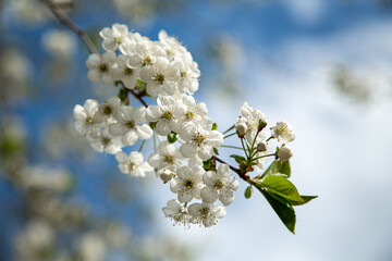 White flowers blooming on cherry tree branches. Selective focus.