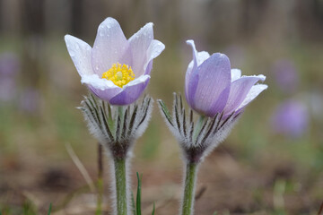 Wild purple flowers - Pulsatilla patens pasque flower or prairie crocus