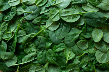green leaves background