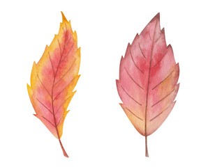 Watercolor illustration hand painted bright tree cherry leaf in autumn yellow, red colors isolated on white. Forest foliage clip art elements for fall season fabric textile, design postcards, poster