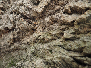cork tree bark, soft wood, caucasus plant, Sochi