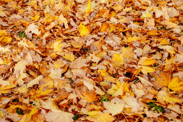 Colorful fallen red orange yellow autumn maple leaves background. Close up. Autumn mood.
