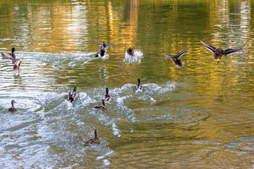 ducks in a pond in the morning light