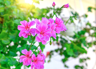 Beautiful flowers in a pot for landscaping.