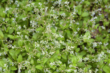 Fototapeta na wymiar Wild plant flowers, macro close-up blurred texture background
