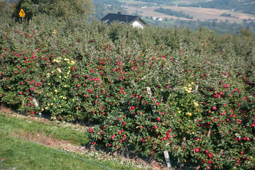 sady owocowy z czerwonymi i zielonymi jabłkami