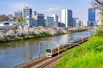 桜が満開の牛込濠沿いを走る黄色い電車（東京都千代田区・2021年3月）