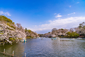 Fototapeta na wymiar 桜咲く井の頭恩賜公園の風景（2021年3月）