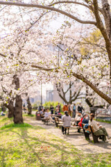 Fototapeta premium 桜が満開の外堀公園の風景・ベンチでお花見する人々（東京都千代田区・2021年3月）