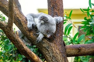 Koala eating eucalyptus leaves, Vienna Zoo, Schönbrunn