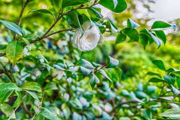 Closeup of white flower in a green garden
