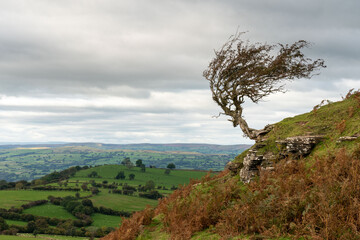 witches tree on hay bluff