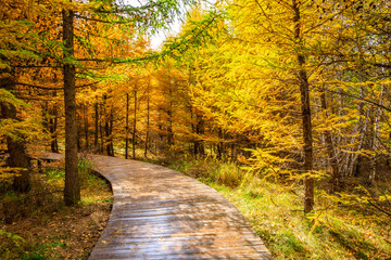 Fototapeta premium Boardwalk through the autumn forest.Beautiful colorful autumn forest.