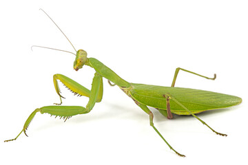 Mantis ordinary or mantis religious, isolated on white background