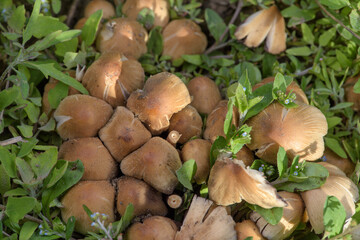 In the fields grew fungus and mushrooms on decaying wood