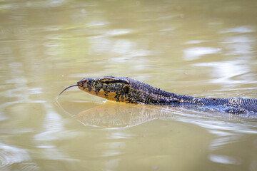 An Asian water monitor(Varanus salvator) is swimming on the river. Animals. Reptiles.