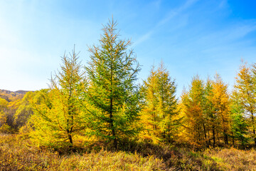 Beautiful colorful autumn forest.Autumn tree and leaves.