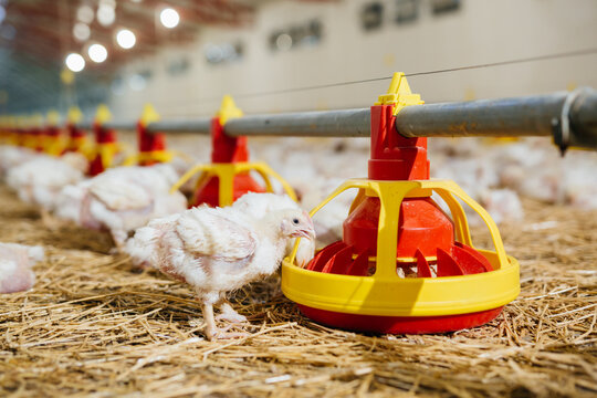 poultry feeding in chicken farm