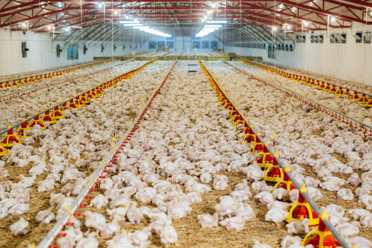 indoor poultry farm. chicken farm