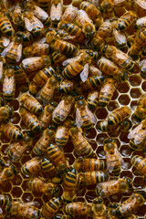 bees in the honeycomb with honey