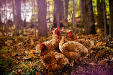 A group of 4 domestic free range chickens standing on a rock in the foreest during day time.