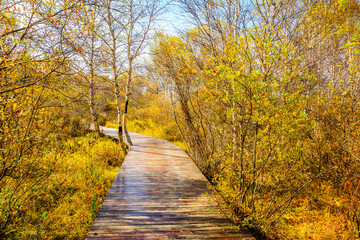 Fototapeta na wymiar Boardwalk through the autumn forest.Beautiful colorful autumn forest.