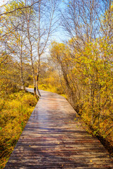 Boardwalk through the autumn forest.Beautiful colorful autumn forest.
