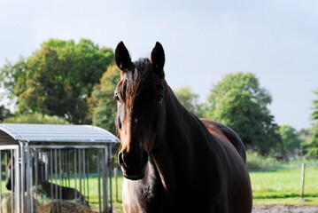 Portrait of a brown horse standing outside on a paddock