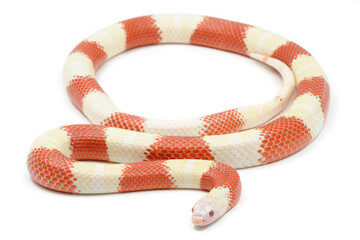 Fototapeta premium Nelson Milk Snake (Lampropeltis triangulum nelsoni) on a white background