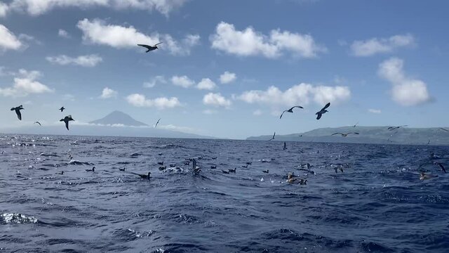 Cory shearwater birds start to fly in Azores waters, slow motion