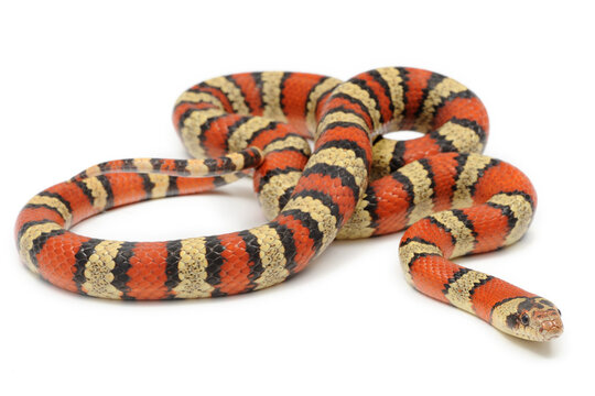 Mexican kingsnake (Lampropeltis mexicana) on a white background