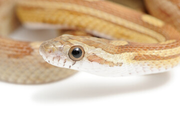 Corn snake (Pantherophis guttatus) on a white background