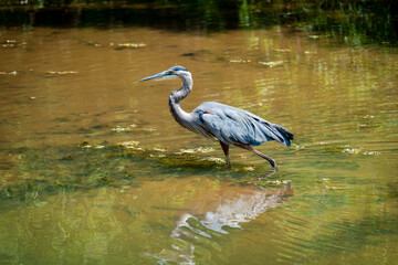 Great Blue Heron fishing in pond at Roswell Riverwalk in Roswell Georgia.