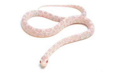 Corn snake (Pantherophis guttatus) on a white background