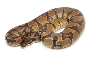 Fototapeta premium Ball python (Python regius) on a white background