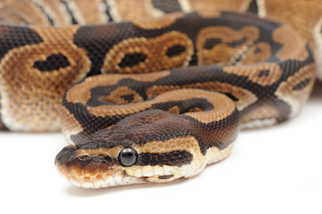 Ball python (Python regius) on a white background