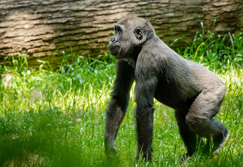 Naklejka premium Lowland Gorilla family members foraging for food at a zoo in Georgia.