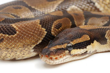 Fototapeta premium Ball python (Python regius) on a white background