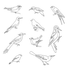 Fototapeta na wymiar Birds set drawings, continuous line illustration. Different species, linear ink art.