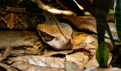 Gaboon Viper in the leaf litter at a zoo in Atlanta Georgia.