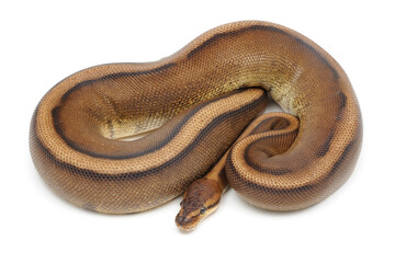 Ball python (Python regius) on a white background