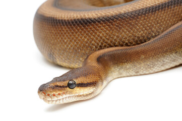 Ball python (Python regius) on a white background