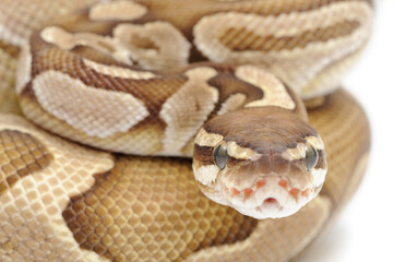 Obraz premium Ball python (Python regius) on a white background
