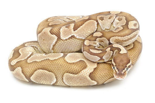 Ball python (Python regius) on a white background