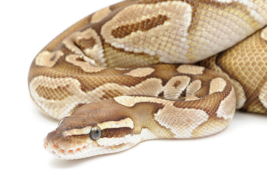 Ball python (Python regius) on a white background