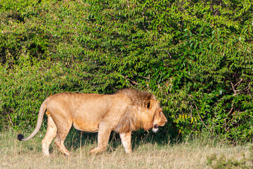 Naklejka premium Big male lion in the bushes on the African savanna