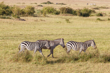 Zebras who walk on the savanna