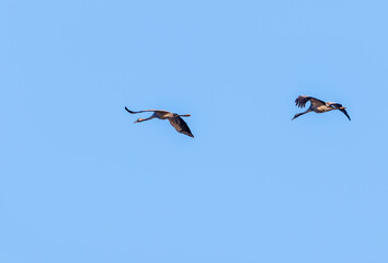 Two cranes flying in the clear sky at springtime