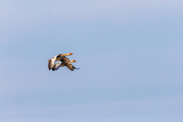 Greylag geese flying at blue sky