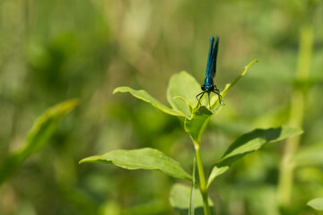Gebänderte Prachtlibelle (Calopteryx splendens)